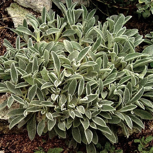 Stachys Silver Carpet liners from Emerald Coast Growers