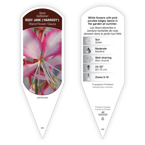 Gaura lindheimeri Rosy Jane PP22290 1 Tag