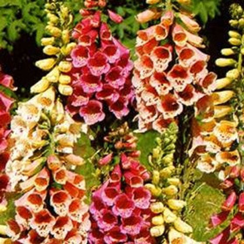 Digitalis purpurea Foxy 72 cells