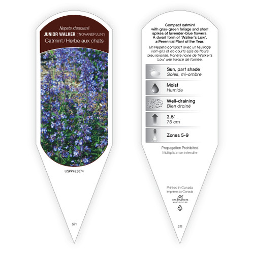 Nepeta Tag Nepeta xfaassenii Junior Walker PP23074 1 Tag