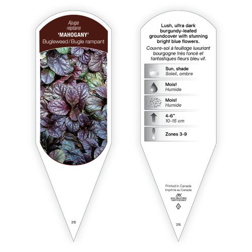 Ajuga reptans 'Mahogany' 1 Tag
