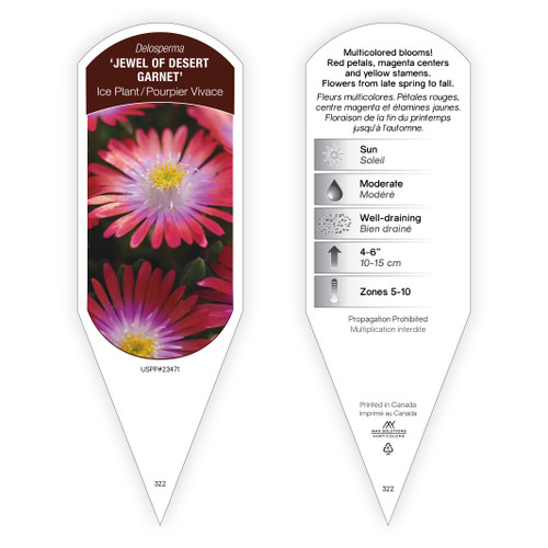 Delosperma 'Jewel of Desert' Garnet PP23471 1 Tag