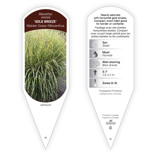 Miscanthus Tag Miscanthus sinensis Gold Breeze PP22311 1 Tag
