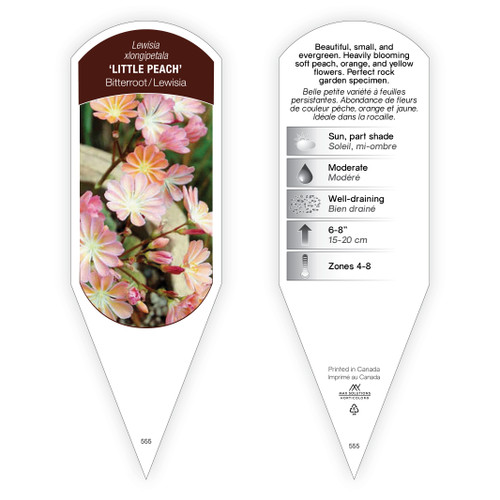 Lewisia Tag Lewisia xlongipetala Little Peach 1 Tag