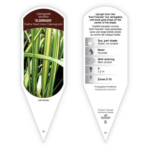 Calamagrostis xacutiflora 'Eldorado' 1 Tag