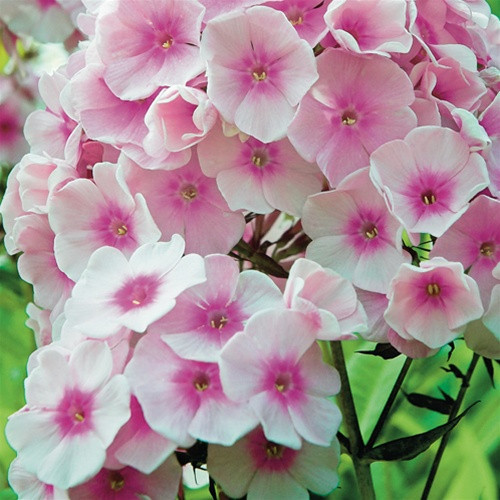 Phlox Bright Eyes liners from Emerald Coast Growers