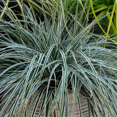 Carex EverColor Everest liners from Emerald Coast Growers