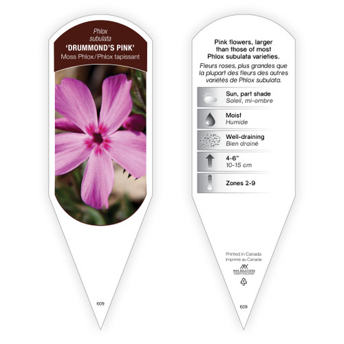 Phlox Tag Phlox subulata Drummonds Pink 1 Tag