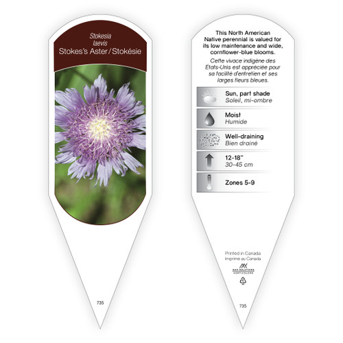Stokesia Tag Stokesia laevis 1 Tag