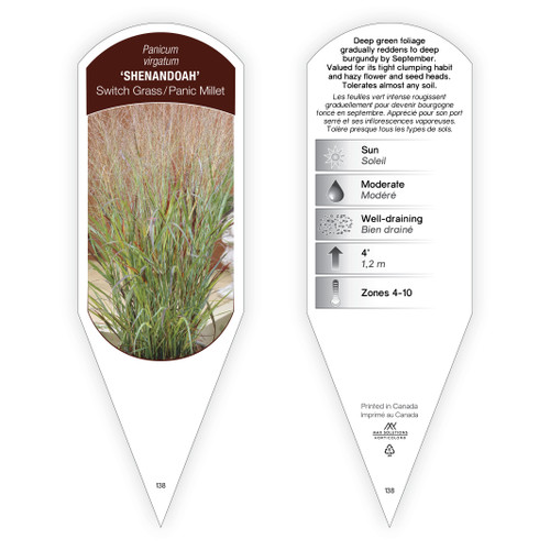 Panicum Tag Panicum virgatum Shenandoah 1 Tag