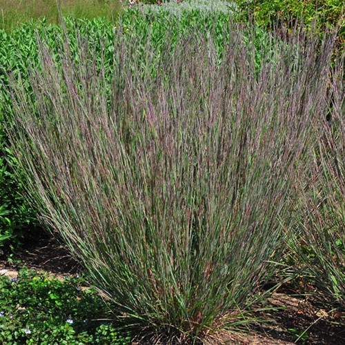Schizachyrium Blaze liners from Emerald Coast Growers