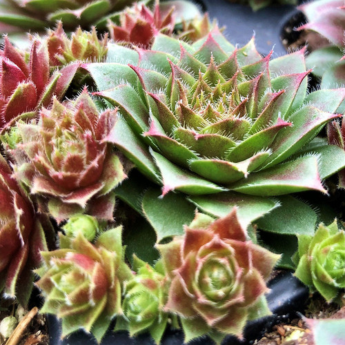 Sempervivum Red Rubin 50 cells