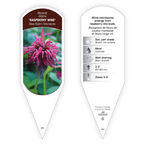 Monarda didyma 'Raspberry Wine' 1 Tag