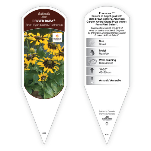 Rudbeckia hirta 'Denver Daisy®' 1 Tag