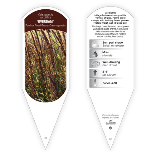 Calamagrostis Tag Calamagrostis xacutiflora Overdam 1 Tag