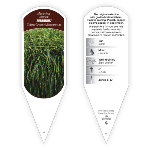 Miscanthus Tag Miscanthus sinensis Zebrinus 1 Tag
