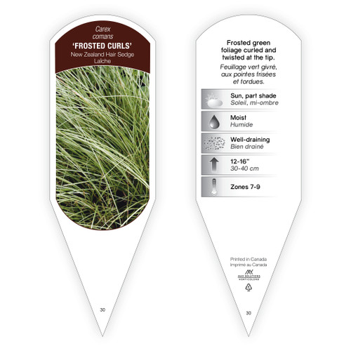 Carex comans 'Frosted Curls' 1 Tag