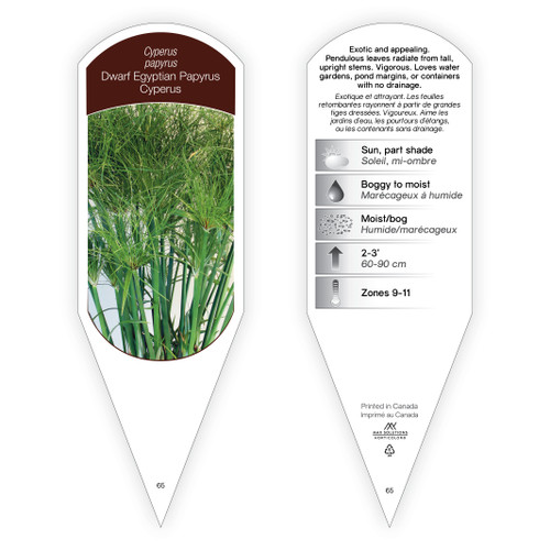 Cyperus papyrus 1 Tag