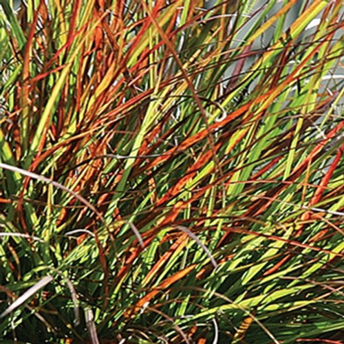 Pennisetum alopecuroides Burgundy Bunny PP21917 38 cells