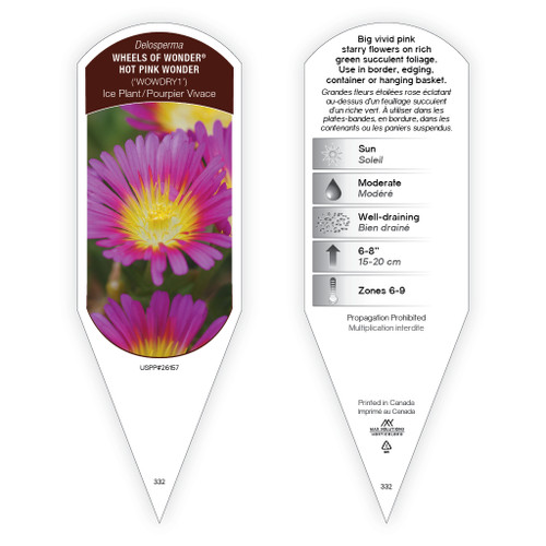 Delosperma Wheels of Wonder Hot Pink Wonder liners from Emerald
