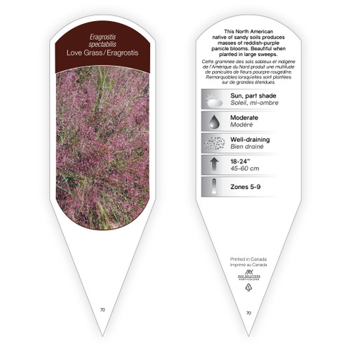 Eragrostis spectabilis 1 Tag