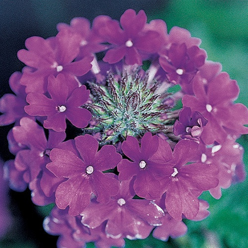 Verbena Homestead Purple liners from Emerald Coast Growers