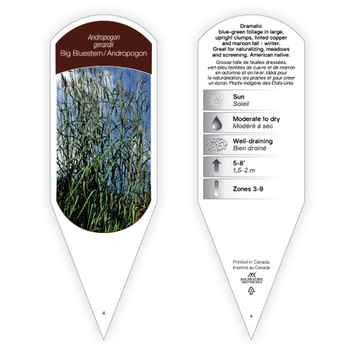 Andropogon gerardii 1 Tag