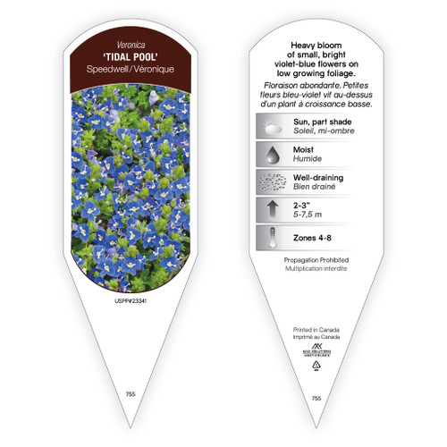 Veronica 'Tidal Pool' PP23341 1 Tag