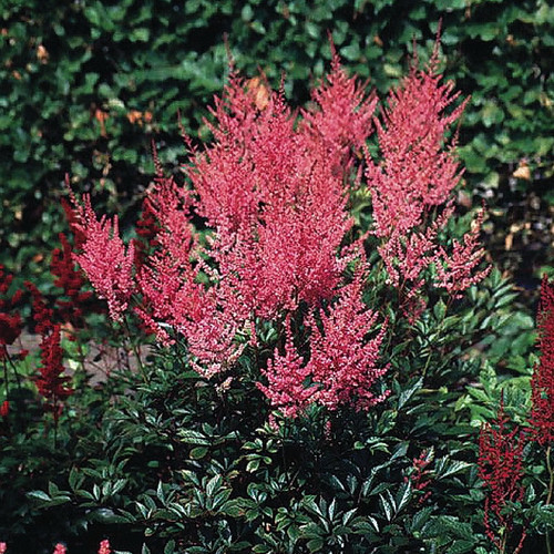 Astilbe Delft Lace liners from Emerald Coast Growers