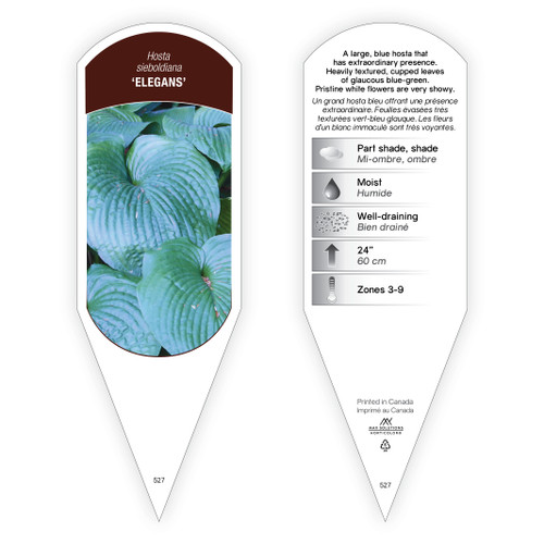 Hosta Tag Hosta sieboldiana Elegans 1 Tag
