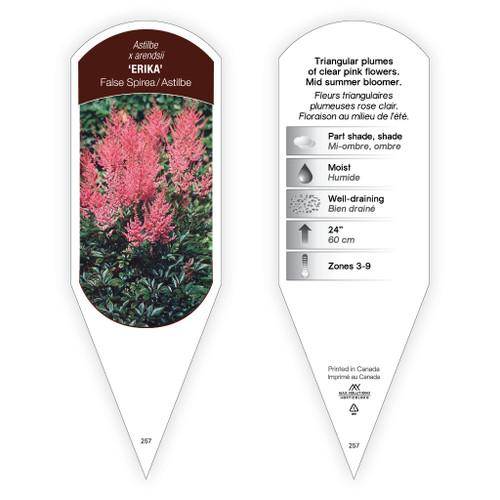 Astilbe xarendsii 'Erika' 1 Tag