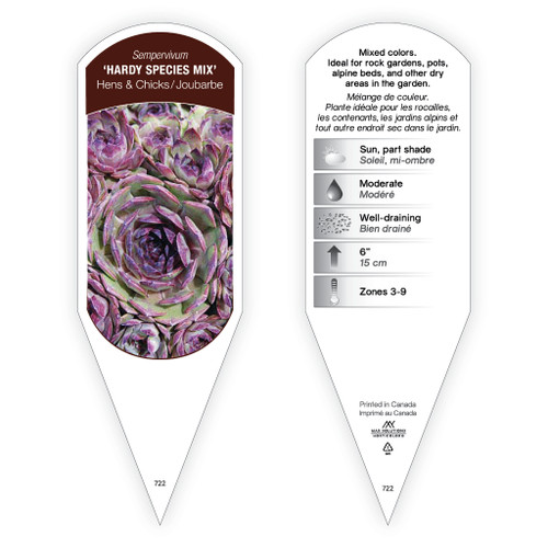 Sempervivum 'Hardy Species Mix' 1 Tag