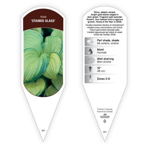 Hosta 'Stained Glass' 1 Tag