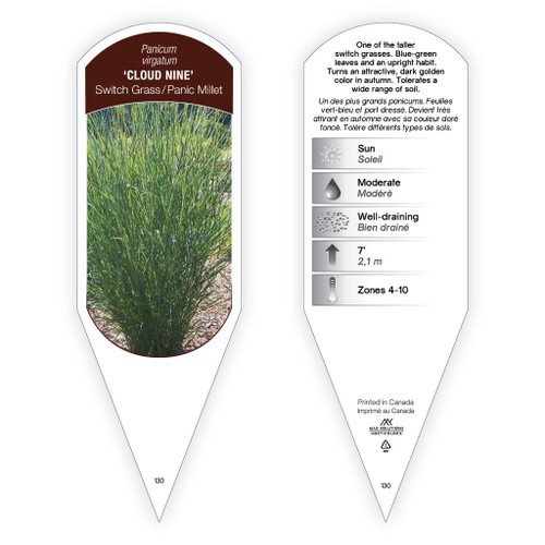Panicum virgatum 'Cloud Nine' 1 Tag