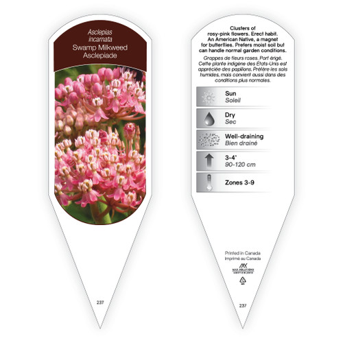 Asclepias incarnata 1 Tag