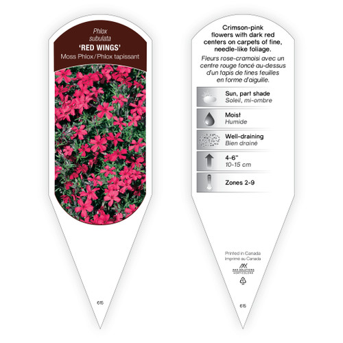 Phlox Tag Phlox subulata Red Wings 1 Tag