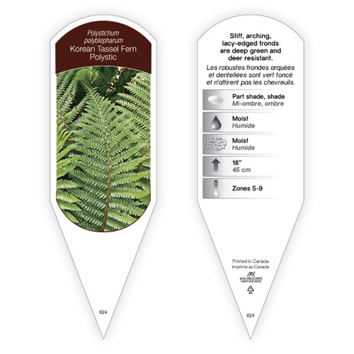 Polystichum polyblepharum (Korean tassel fern) 1 Tag