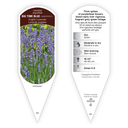Lavandula Tag Lavandula angustifolia Big Time Blue PP24827 1 Tag
