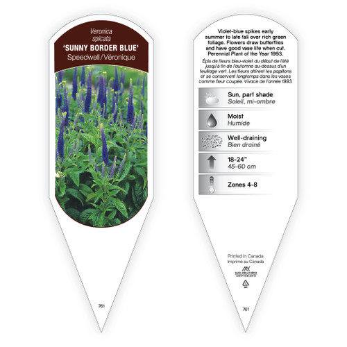 Veronica spicata 'Sunny Border Blue' 1 Tag