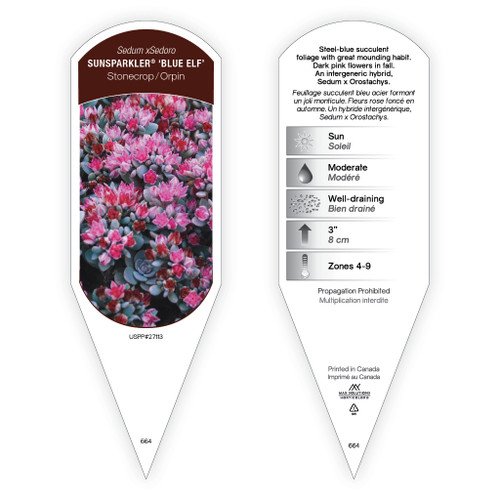 Sedum xsedoro Sunsparkler® 'Blue Elf' PP27113 1 Tag