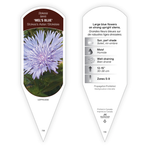 Stokesia Tag Stokesia laevis Mels Blue PP23090 1 Tag