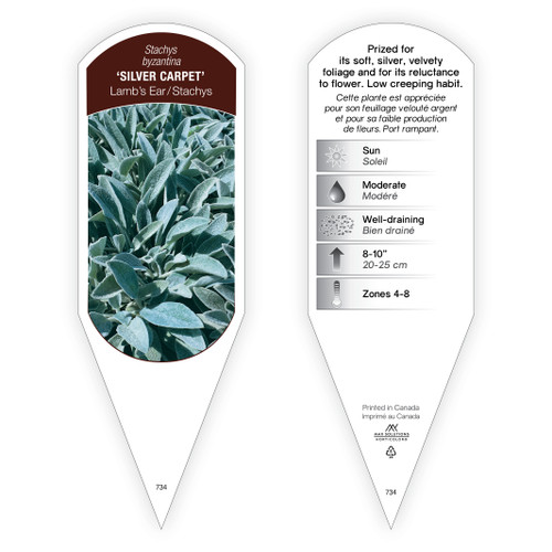 Stachys Tag Stachys byzantina Silver Carpet 1 Tag