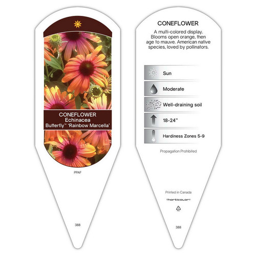 Echinacea Tag Echinacea Butterfly Rainbow Marcella PP28573 1 Tag