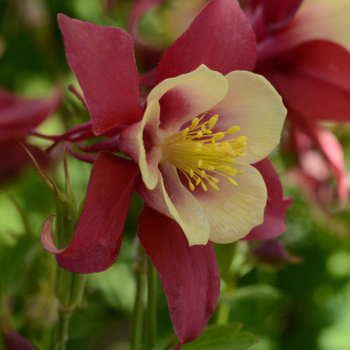 Aquilegia Earlybird Red Yellow 72 cells