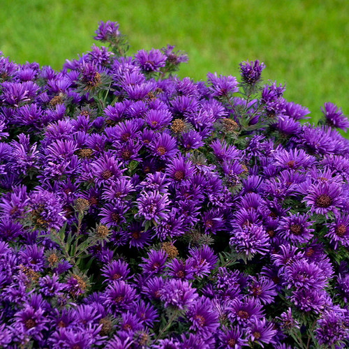 Aster novae-angliae Grape Crush PP33612 72 cells