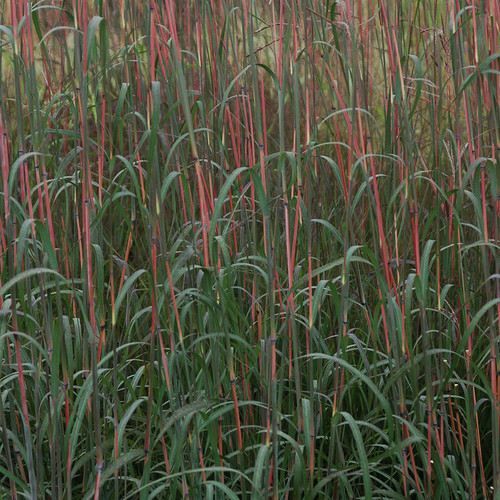 Andropogon gerardii Holy Smoke PP33929 38 cells