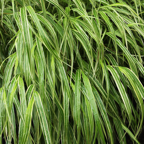 Hakonechloa macra Albovariegata 50 cells