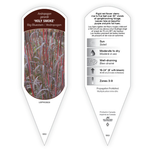 Andropogon Tag Andropogon gerardii 'Holy Smoke' 1 Tag