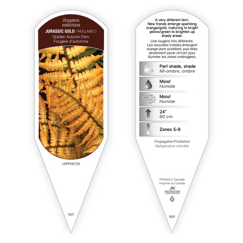 Dryopteris Tag Dryopteris wallichiana Jurassic Gold PP32735 1 Tag