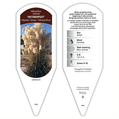 Miscanthus Tag Miscanthus sinensis Oktoberfest PP27074 1 Tag